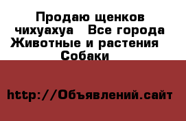 Продаю щенков чихуахуа - Все города Животные и растения » Собаки   